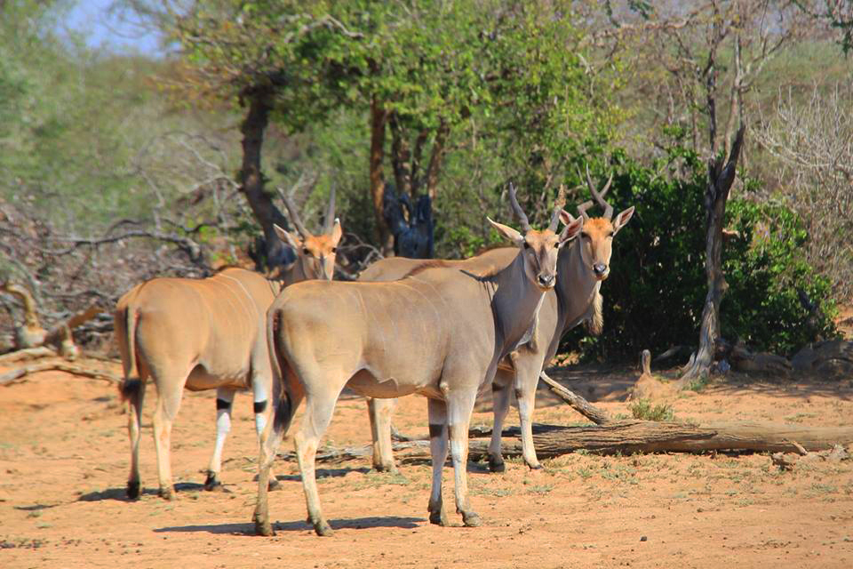 roger whittall safaris zimbabwe