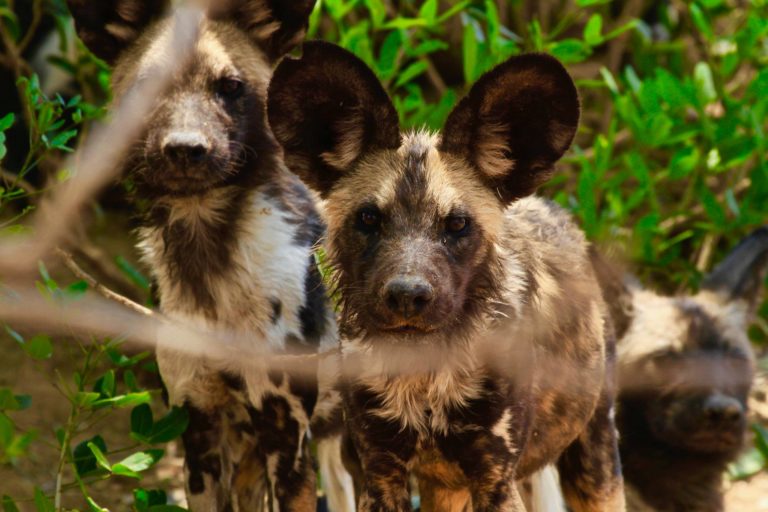 roger whittall safaris zimbabwe